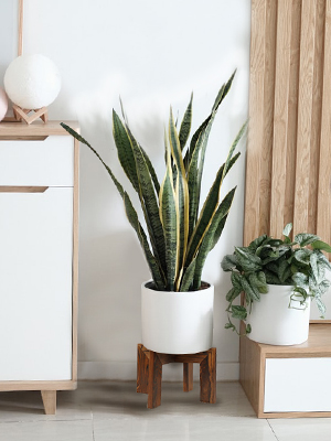 wood indoor plant stand