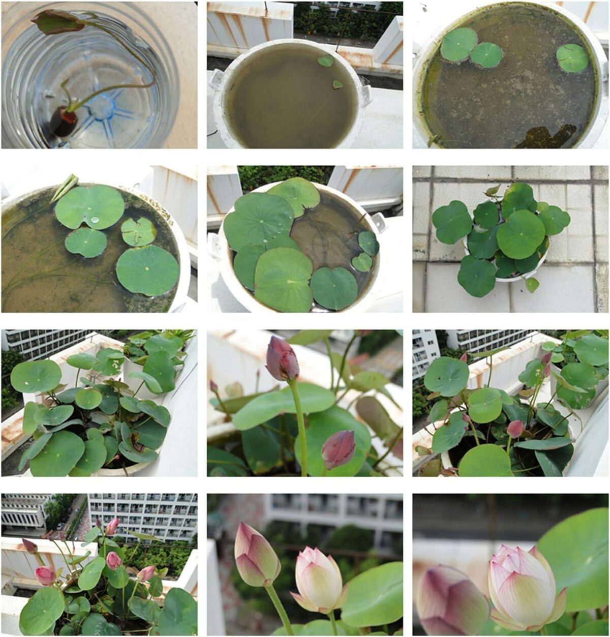10pcs Pre-Sprouted Mixed Color Bonsai Bowl Lotus – Ideal Indoor and Outdoor Aquatic Plants, Ready to Thrive