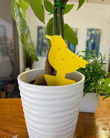 plant spray sticky traps gnats