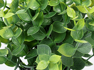 4 potted green plants