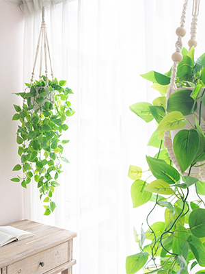plant