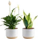 Indoor plants