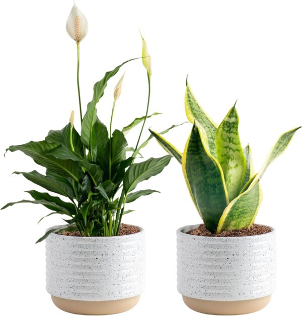 Costa Farms Live Plants (Pack of 2), Easy to Grow Live Indoor Houseplants in 4-Inch Plant Pots, Hand-Selected Varieties, Home and Room Decor, 8-10 Inches Tall