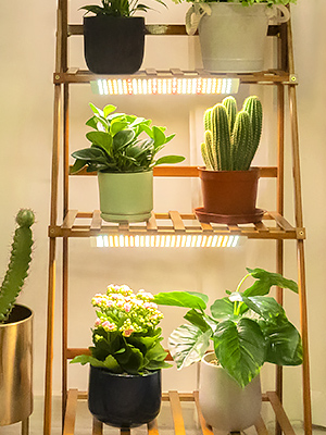 grow light