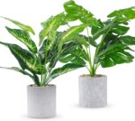 Indoor plants