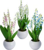 Indoor plants