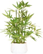 Indoor plants