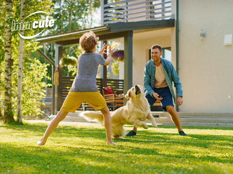 male diapers for dogs