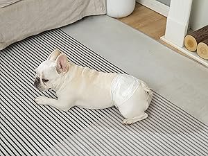 diapers for dogs male