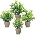 Indoor plants