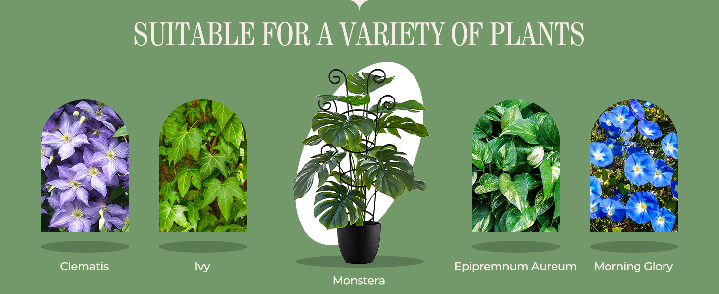 pothos plant climber support