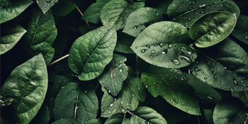 plant stand