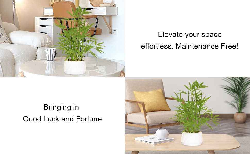 Bamboo can bring in good luck and elevate your space. 