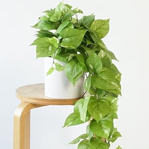 realistic fake pothos plant with long vines on top of a stool