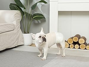 disposable male dog wraps