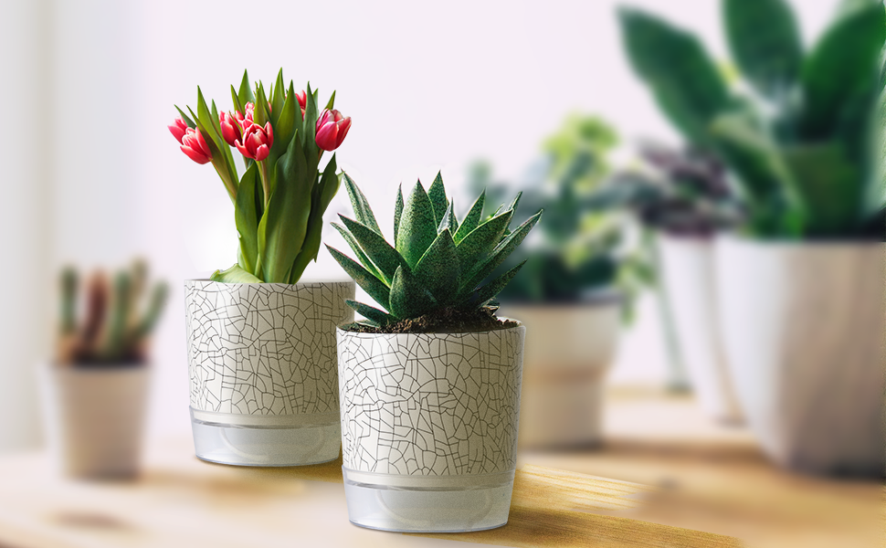 self watering plant pots