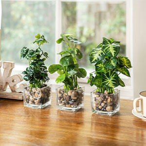 Set of 3 Artificial Plants, Faux Tabletop Greenery w/Clear Glass Pots