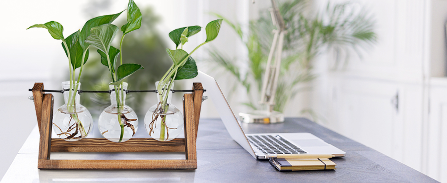 plant terrarium