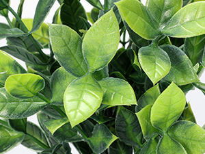4 potted green plants