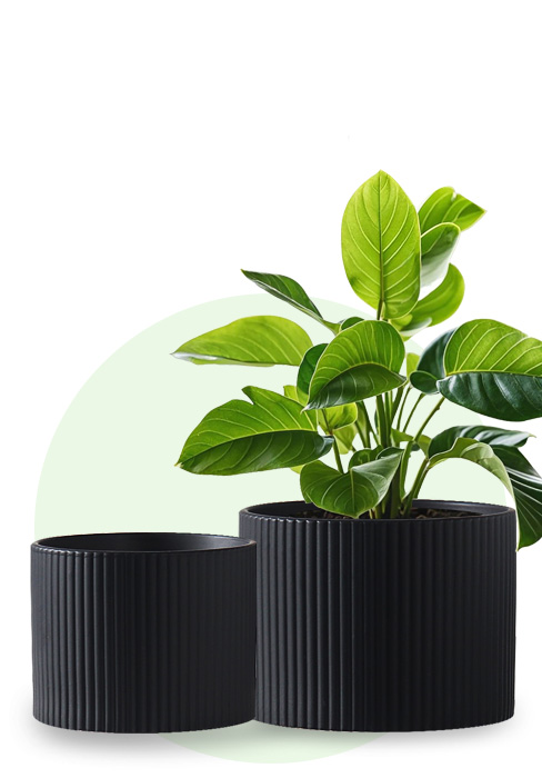 Ceramic Plant Pots