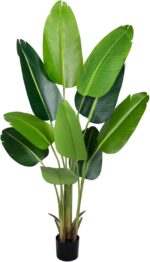 Indoor plants