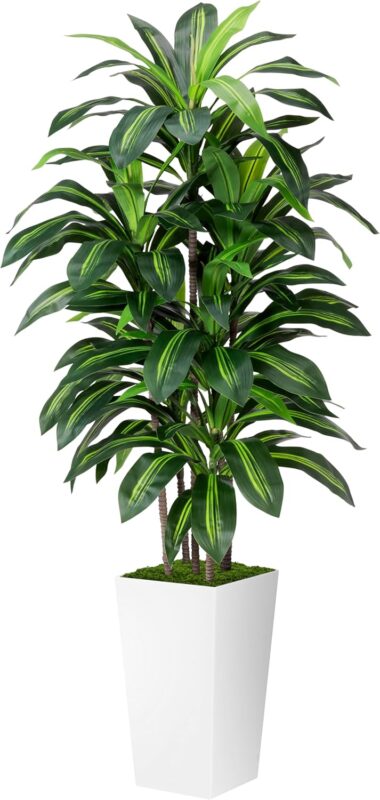 Indoor plants