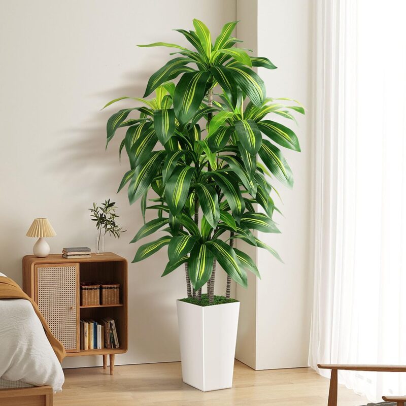 Indoor plants