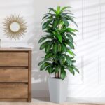 Indoor plants