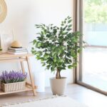 Indoor plants