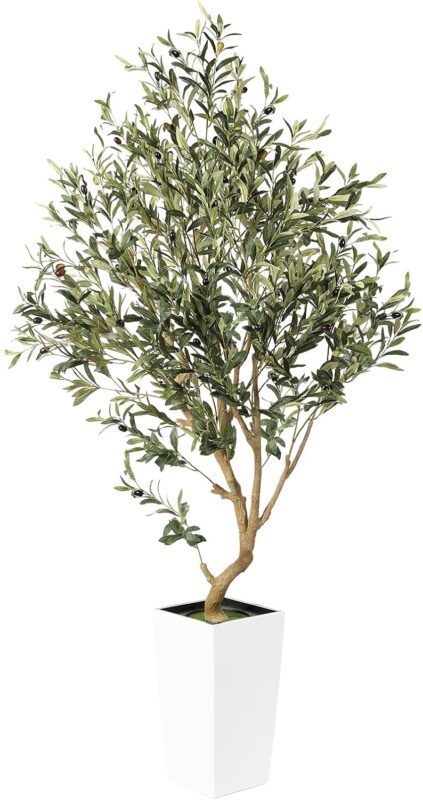 Indoor plants