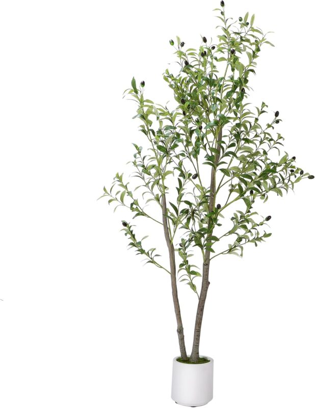 Indoor plants