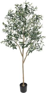 Indoor plants