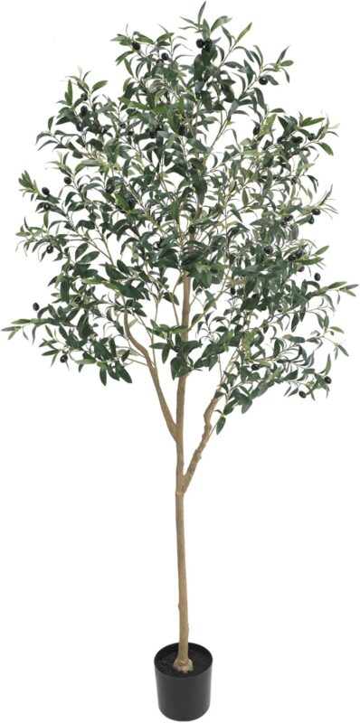 Indoor plants