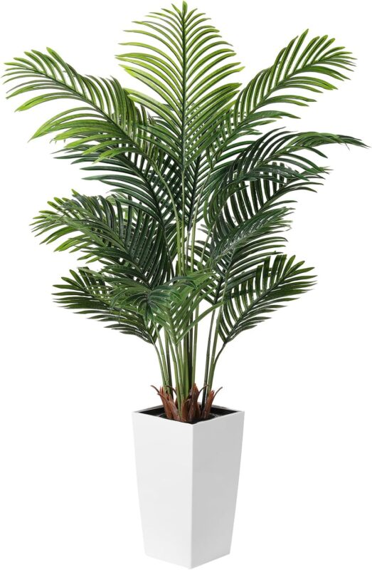 Indoor plants