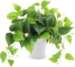 Indoor plants
