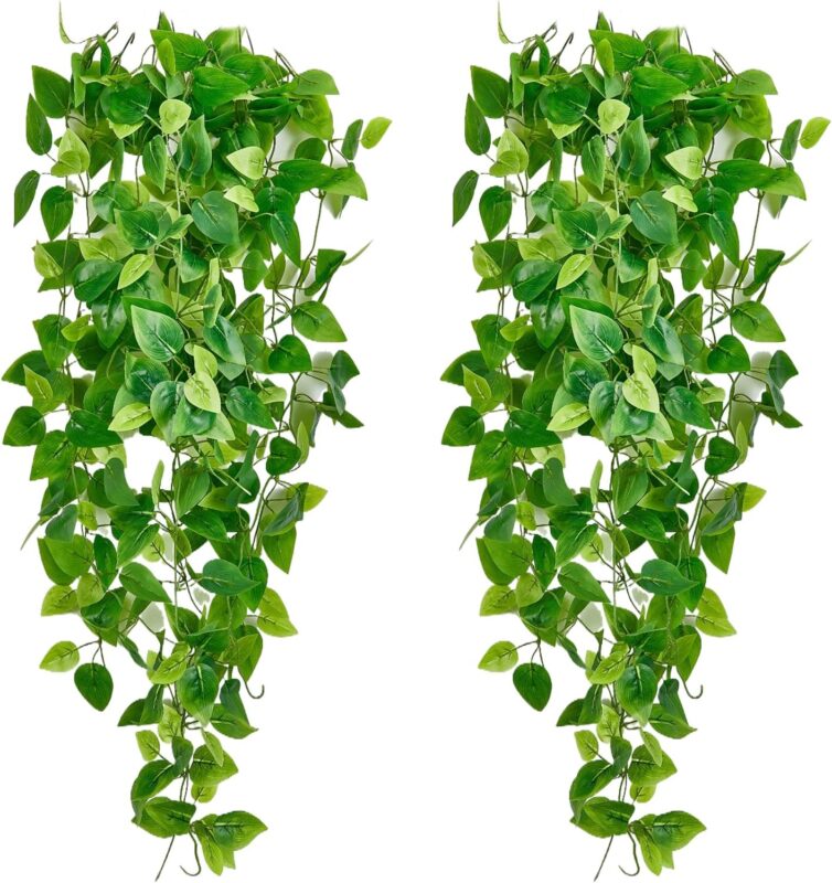 Indoor plants