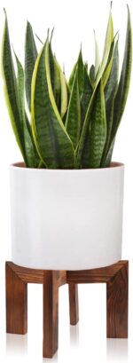 Indoor plants