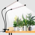 Indoor plants