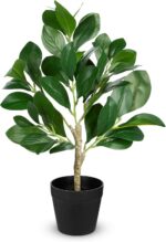 Indoor plants