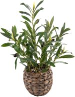 Indoor plants