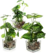Indoor plants