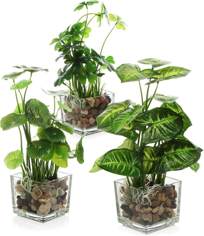 Indoor plants