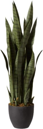 Indoor plants