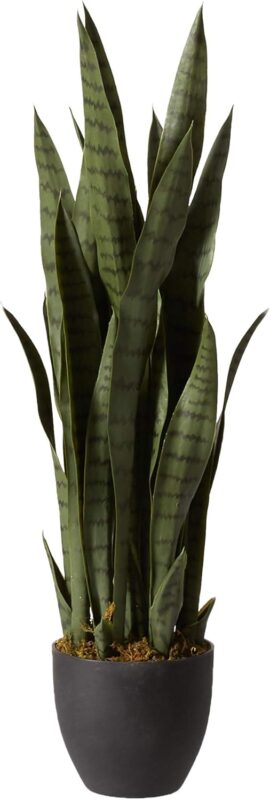 Indoor plants