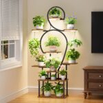 Indoor plants