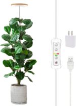 Indoor plants