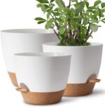 Indoor plants
