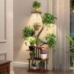 Indoor plants