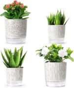 Indoor plants