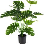 Indoor plants